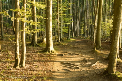 Märchenhafte Buchenwälder