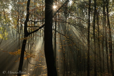 Teutoburger Wald