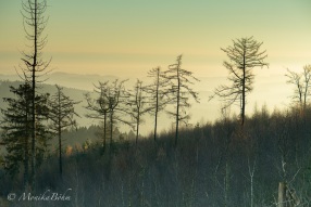 Morgendunst