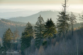 Morgen im Teutoburger Wald