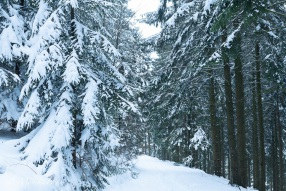 Winterwald