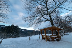 Rast im Winterwald