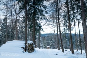 durch den Winterwald