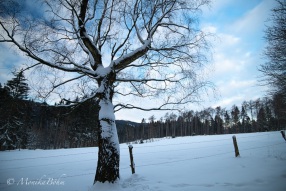 schöne Winterlandschaft