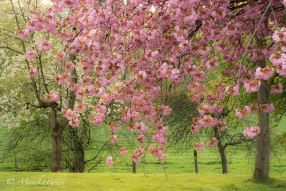Kirschblüte