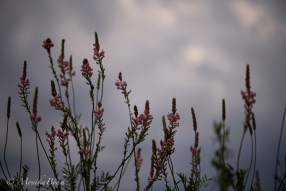 Sommerabend