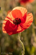 Mohn-Impression