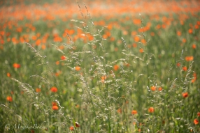 orange getupftes Feld