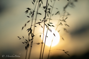 im Licht