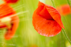 hellroter Klatschmohn