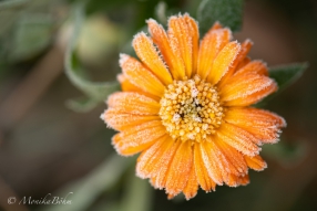 Eisblume