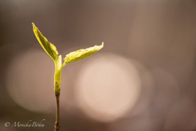 junger Baum