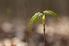junger Baum