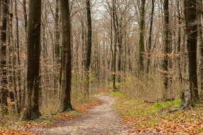 Sehnsucht Frühling