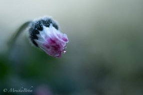 Gänseblümchen