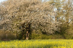 Blütenpracht am Rapsfeld