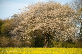 Frühlingsbild