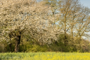 Frühlingsfestival