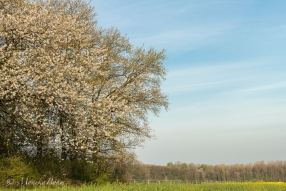 am Waldrand