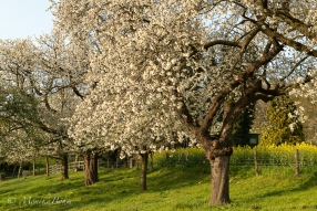 blühende Kirschbäume