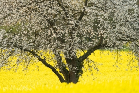 blühender Kirschbaum im Rapsfeld