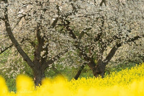 prachtvolle Kirschblüte