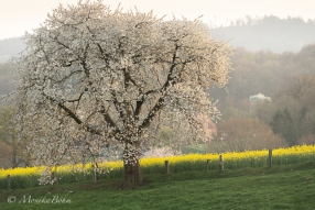 am Feldweg