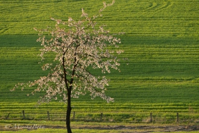Kirschbaum in der Wiese