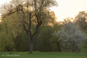 alter Kirschbaum