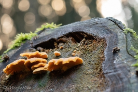 Pilze an Strunkholz