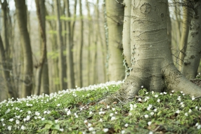 Frühlingserwachen