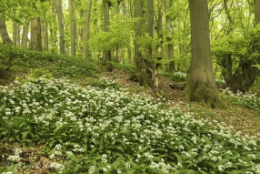 duftender Waldeinblick