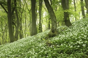 Bärlauchblüte am Hang