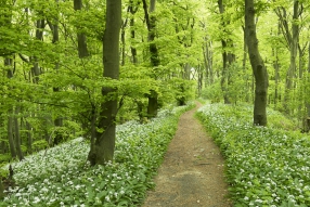 Bärlauchweg