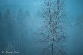 im Herbstwald