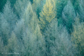 Lärchen im Spätherbst