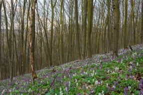 am Waldhang