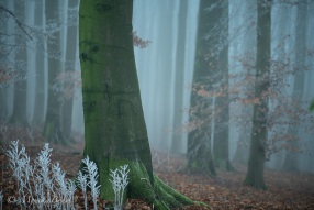Stunde der Elfen