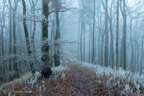 frostige Zauberwelt