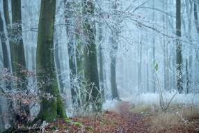 weißer Zauberwald