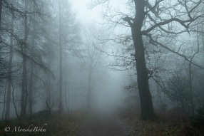mystischer Wald