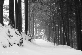 verschneiter Weg