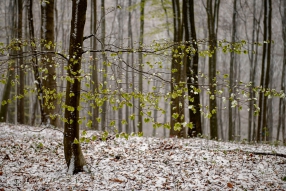 Schnee im Frühling