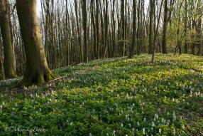 der Frühling ist da