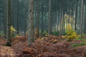 herbstliche Stimmung