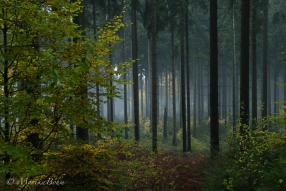 geheimnisvoller Teutoburger Wald