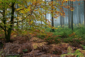 morgens im Teutoburger Wald