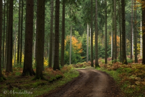 Forstweg im Herbst