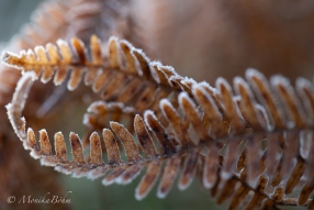 frostige Farnblätter