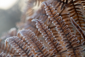 Frost auf Farn